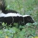 Skunk