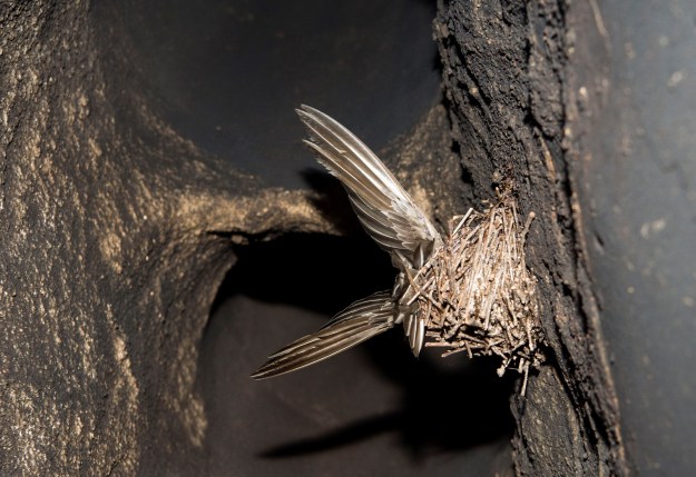 Sully chimney Swallow_080118_0017
