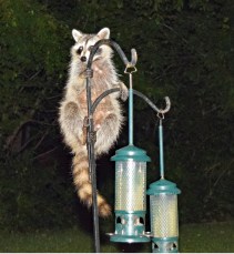 raccoon.jpg