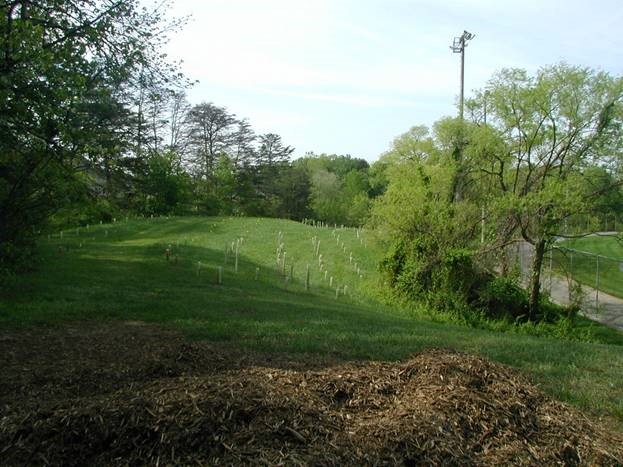 Scouts Tackle Invasive Plants | Our Stories and Perspectives
