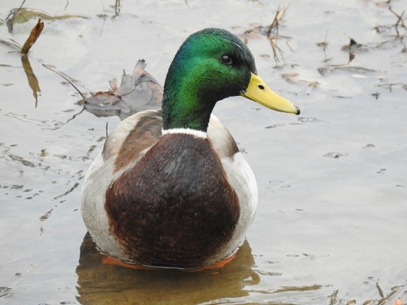 w - mallard at pinecrest