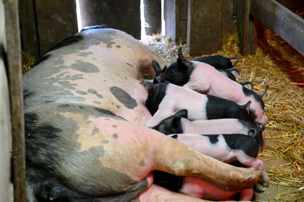 Baby Animals 0413_0009