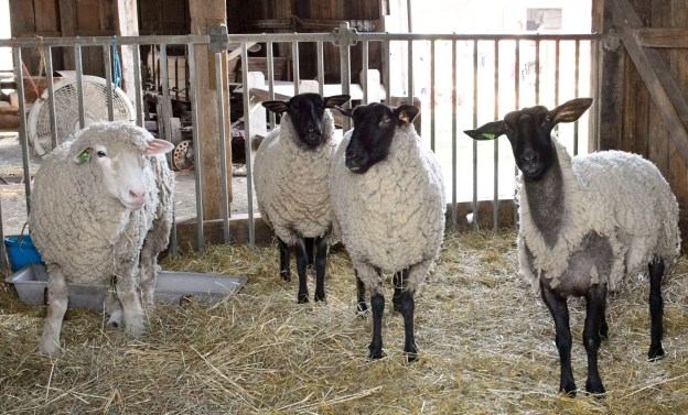 Baby Animals 0413_0139