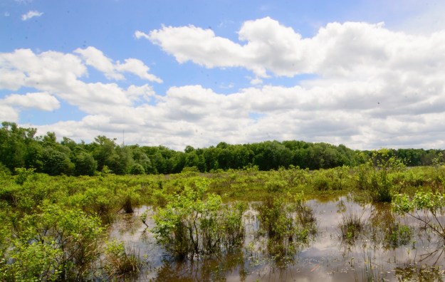 HM Wetlands Awareness_050717_0071