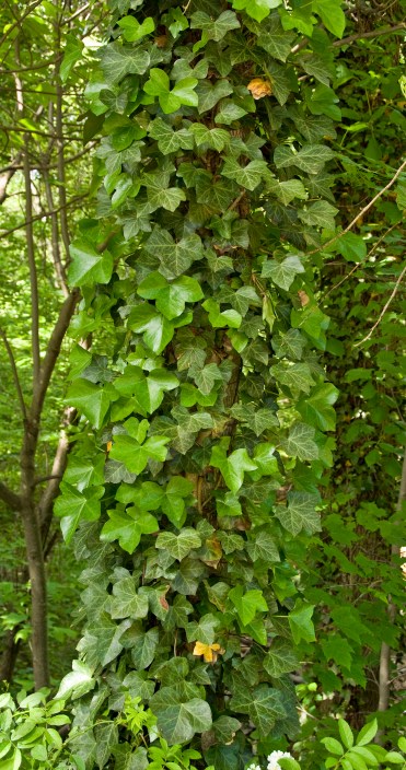 Ivy 4
