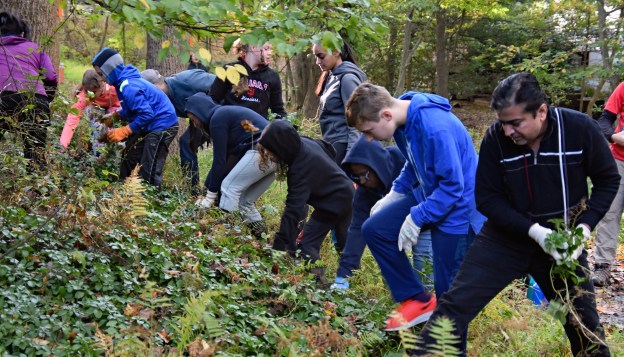 Scout Invasive Project Along Difficult Run 2