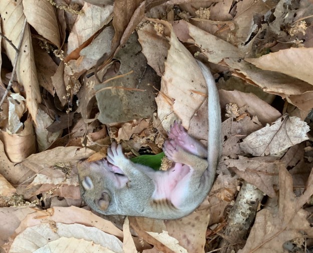 Baby squirrel