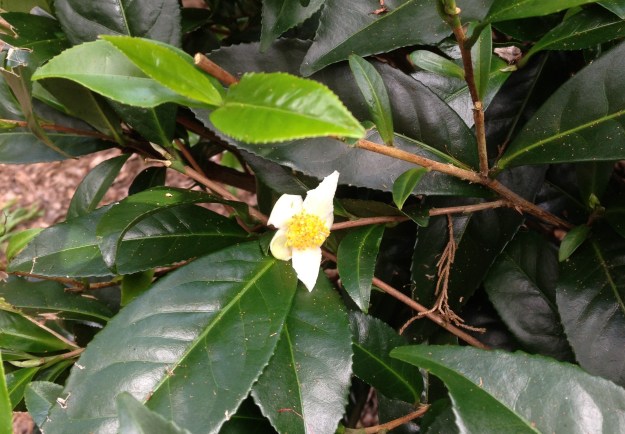 Camellia Sinensis tea plant with flower