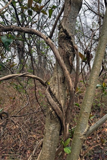 Honeysuckle wraps around a tree