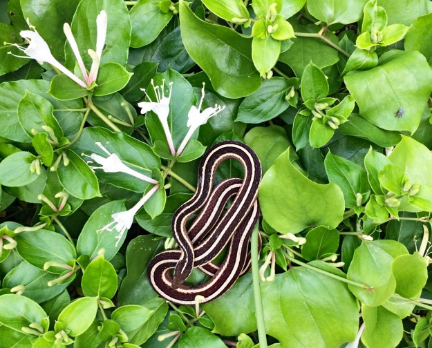 IMG_6253 (002)-garter snake