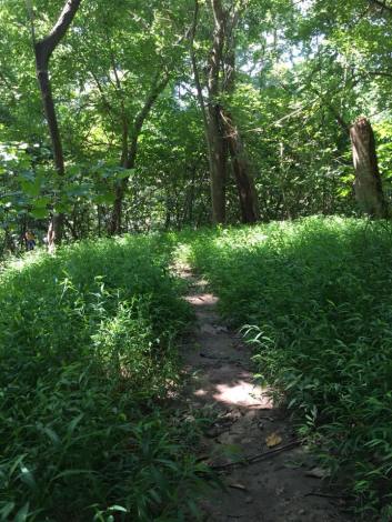 Stiltgrass2 Fort Foote MD