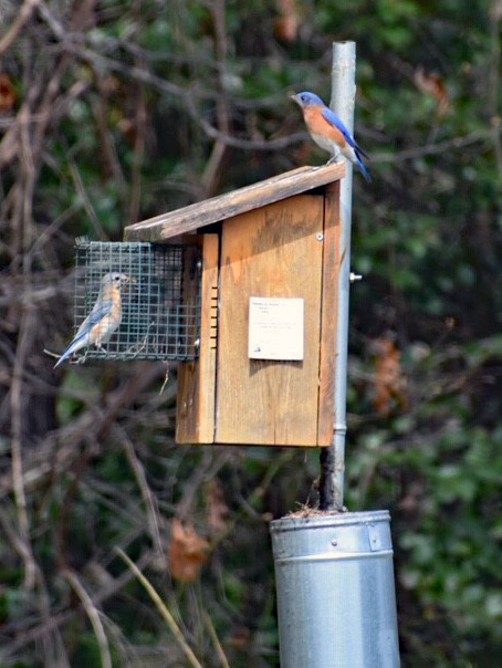 Pair - Sherry McDonald-edit