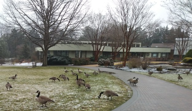 Canada Geese - Rachel Gomez (002)