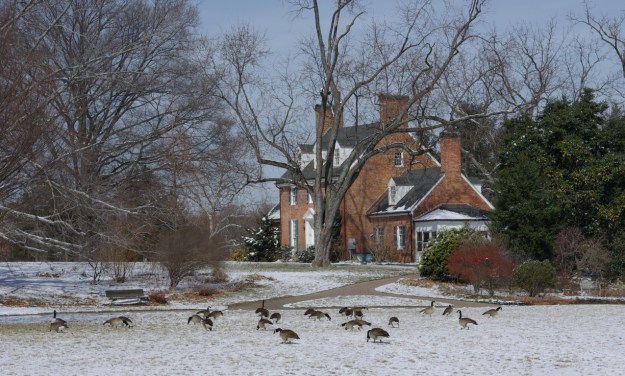 Ilex 'Scarlett O' Hara' geese 3-8-07 3rd (002)