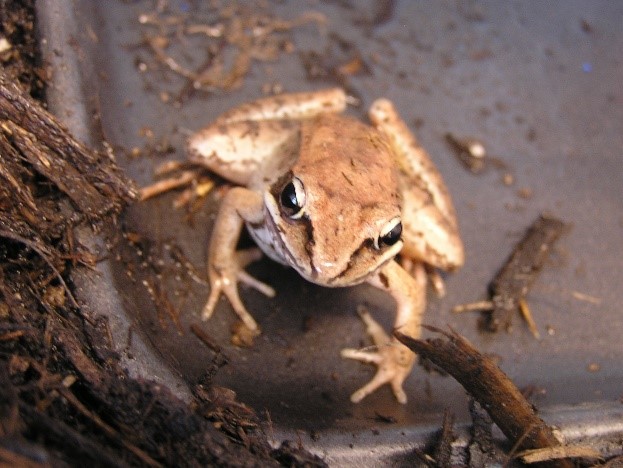 frog
