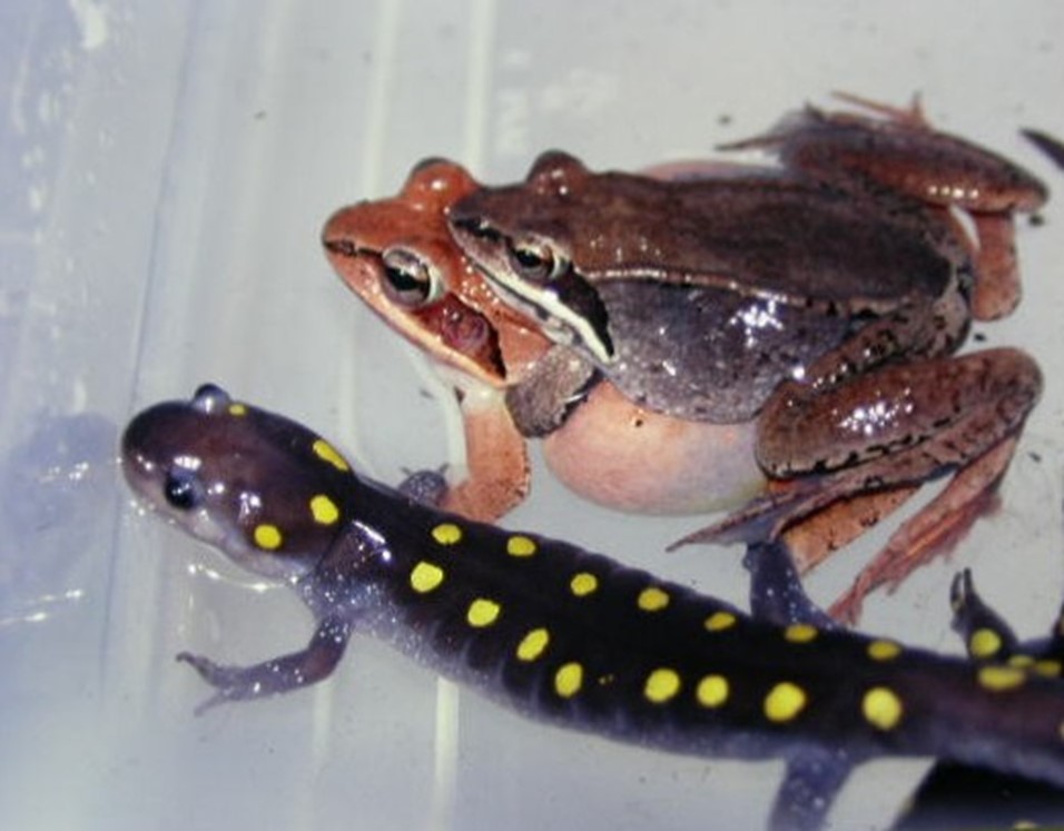 two frogs and a salamander