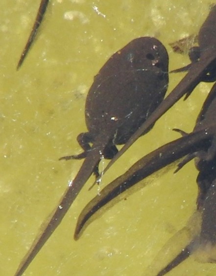 more mature tadpole