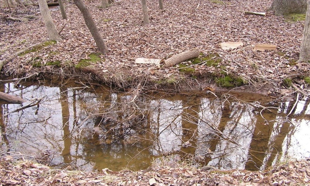 creek/stream bank with fallen leaves