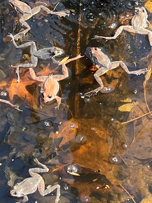 wood frogs