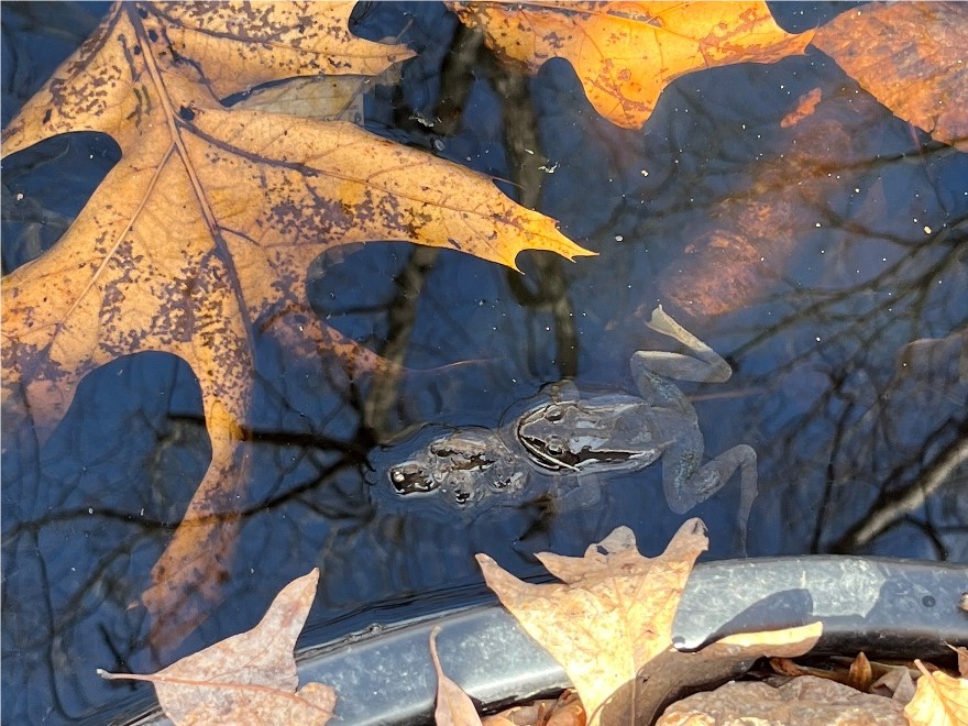 wood frogs mating