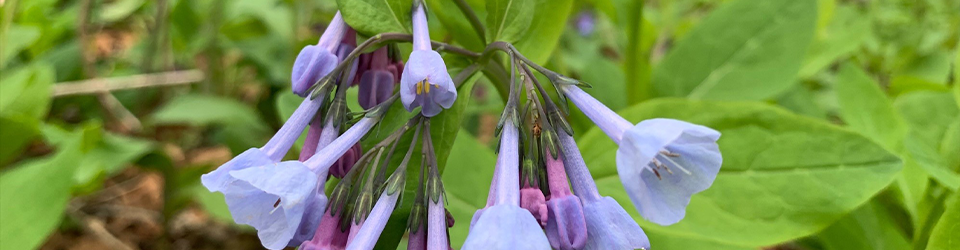 bluebells at Green Spring Gardens