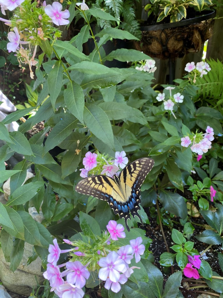 a yellow butterfly resting on a green leafy plant with tiny pink, purple, and white flowers