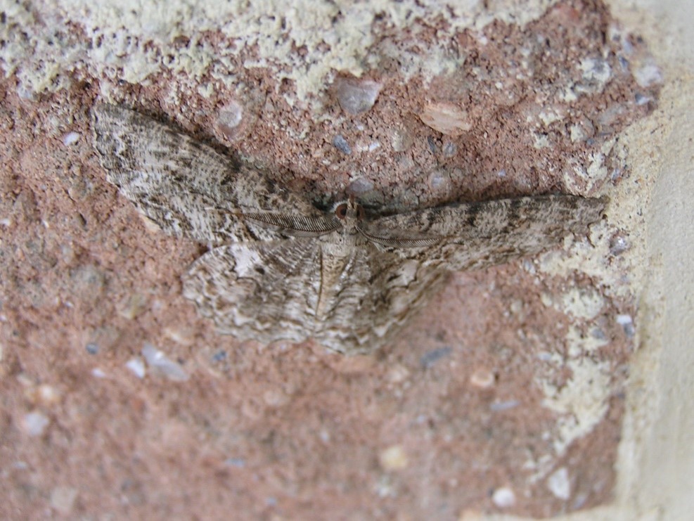 a geometrid moth blending in to its environment