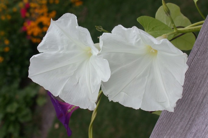 two white impomea flowers