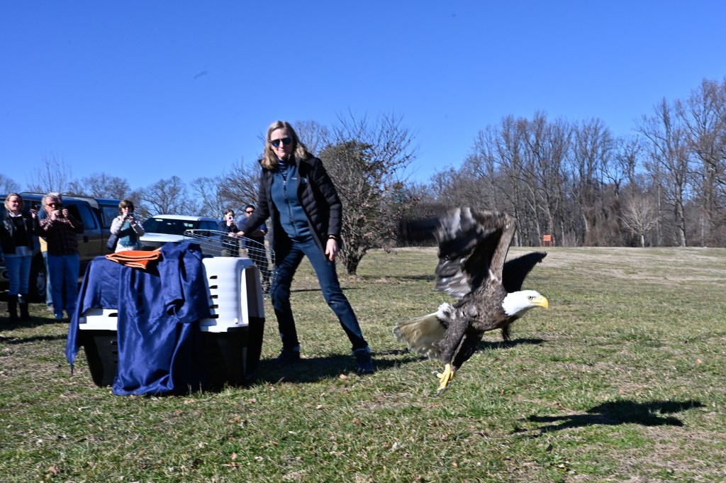 Bald Eagle Released at Burke Lake Park